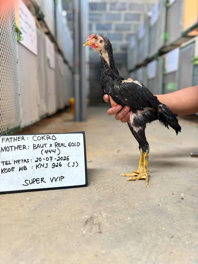 COKRO JR 926 — foto 1