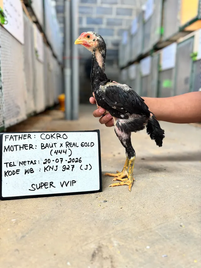 COKRO JR 927 — foto 1